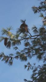 Fotografia da espécie Pinus strobus