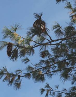 Fotografia 6 da espécie Pinus strobus no Jardim Botânico UTAD