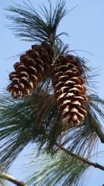 Fotografia da espécie Pinus strobus