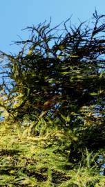 Fotografia da espécie Larix decidua