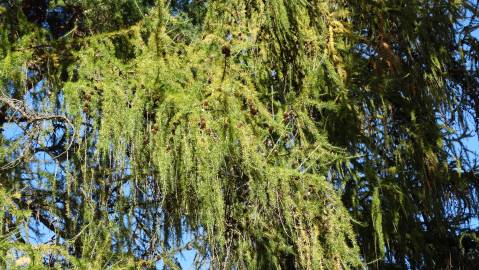 Fotografia da espécie Larix decidua