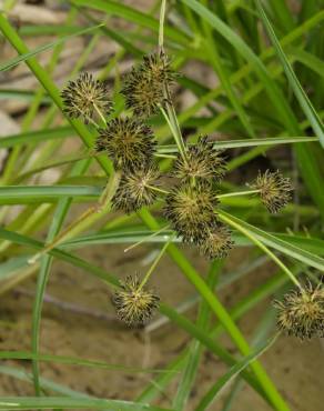 Fotografia 3 da espécie Cyperus difformis no Jardim Botânico UTAD