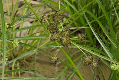 Fotografia da espécie Cyperus difformis