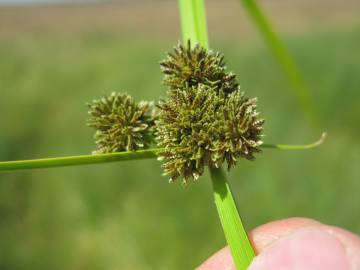 Fotografia da espécie Cyperus difformis