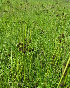 Fotografia 6 da espécie Cyperus difformis no Jardim Botânico UTAD