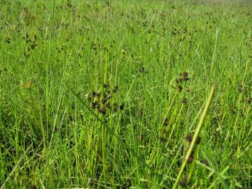 Fotografia da espécie Cyperus difformis