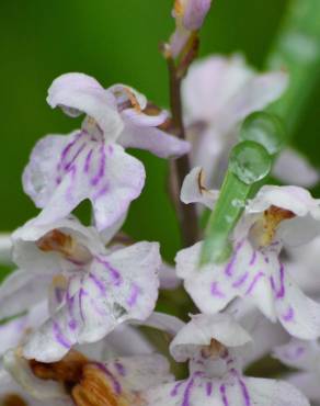 Fotografia 3 da espécie Dactylorhiza incarnata no Jardim Botânico UTAD