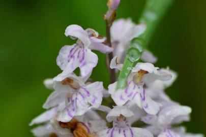 Fotografia da espécie Dactylorhiza incarnata