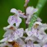 Fotografia 3 da espécie Dactylorhiza incarnata do Jardim Botânico UTAD