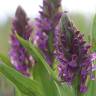 Fotografia 4 da espécie Dactylorhiza incarnata do Jardim Botânico UTAD