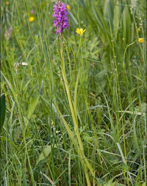 Fotografia 5 da espécie Dactylorhiza incarnata no Jardim Botânico UTAD