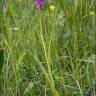 Fotografia 5 da espécie Dactylorhiza incarnata do Jardim Botânico UTAD