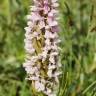 Fotografia 6 da espécie Dactylorhiza incarnata do Jardim Botânico UTAD