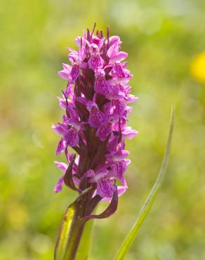 Fotografia 1 da espécie Dactylorhiza incarnata no Jardim Botânico UTAD