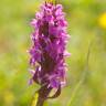 Fotografia 1 da espécie Dactylorhiza incarnata do Jardim Botânico UTAD