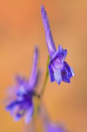 Fotografia da espécie Delphinium gracile