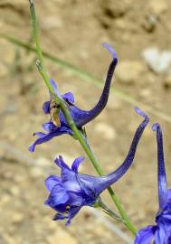 Fotografia da espécie Delphinium gracile