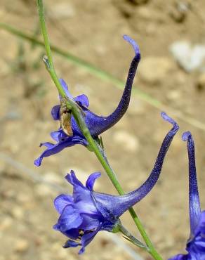 Fotografia 3 da espécie Delphinium gracile no Jardim Botânico UTAD