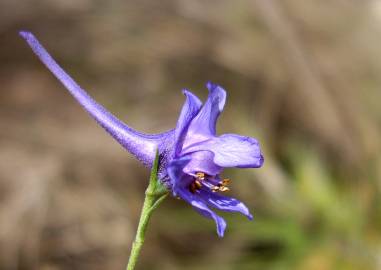 Fotografia da espécie Delphinium gracile