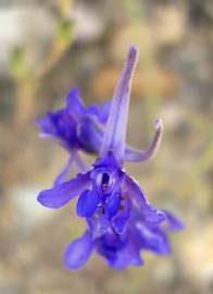 Fotografia da espécie Delphinium gracile