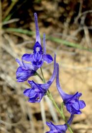 Fotografia da espécie Delphinium gracile