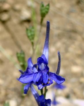 Fotografia 6 da espécie Delphinium gracile no Jardim Botânico UTAD