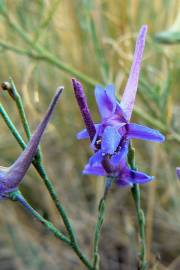 Fotografia da espécie Delphinium gracile