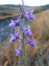 Fotografia da espécie Delphinium gracile