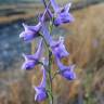 Fotografia 8 da espécie Delphinium gracile do Jardim Botânico UTAD