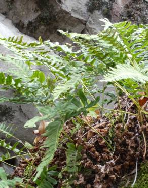 Fotografia 4 da espécie Polypodium vulgare no Jardim Botânico UTAD
