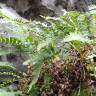 Fotografia 4 da espécie Polypodium vulgare do Jardim Botânico UTAD