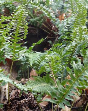 Fotografia 5 da espécie Polypodium vulgare no Jardim Botânico UTAD