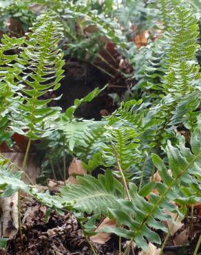 Fotografia 5 da espécie Polypodium vulgare no Jardim Botânico UTAD