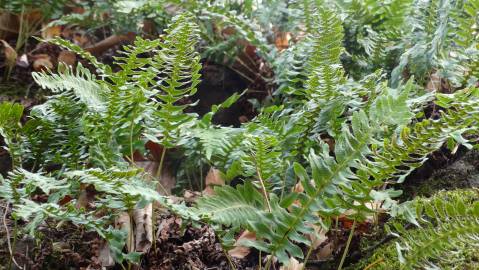 Fotografia da espécie Polypodium vulgare