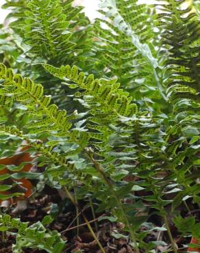 Fotografia 6 da espécie Polypodium vulgare no Jardim Botânico UTAD