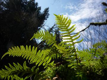 Fotografia da espécie Polypodium vulgare