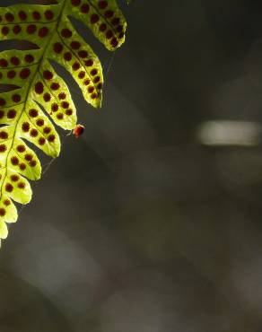 Fotografia 8 da espécie Polypodium vulgare no Jardim Botânico UTAD