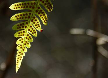 Fotografia da espécie Polypodium vulgare