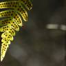 Fotografia 8 da espécie Polypodium vulgare do Jardim Botânico UTAD