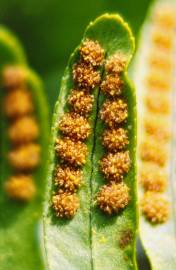 Fotografia da espécie Polypodium vulgare