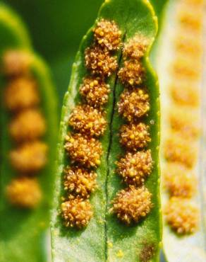 Fotografia 1 da espécie Polypodium vulgare no Jardim Botânico UTAD