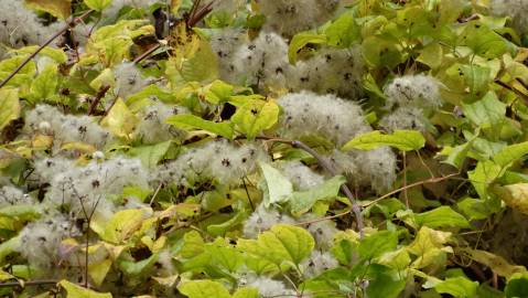 Fotografia da espécie Clematis vitalba