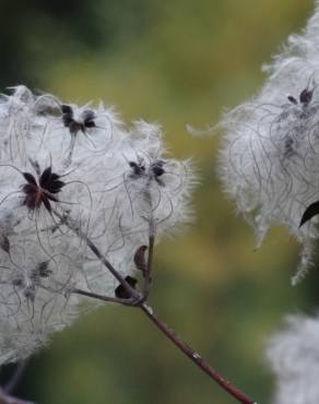 Fotografia 14 da espécie Clematis vitalba no Jardim Botânico UTAD