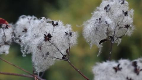 Fotografia da espécie Clematis vitalba