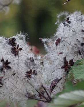 Fotografia 15 da espécie Clematis vitalba no Jardim Botânico UTAD