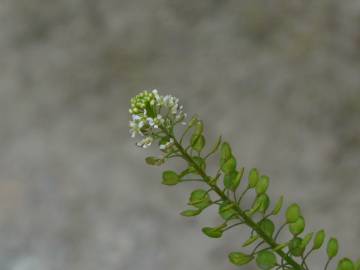 Fotografia da espécie Lepidium sativum