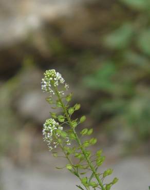 Fotografia 1 da espécie Lepidium sativum no Jardim Botânico UTAD