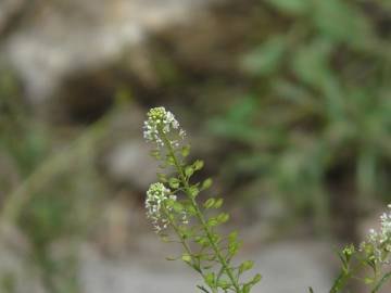 Fotografia da espécie Lepidium sativum