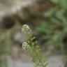 Fotografia 1 da espécie Lepidium sativum do Jardim Botânico UTAD