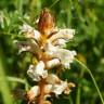 Fotografia 3 da espécie Orobanche crenata do Jardim Botânico UTAD